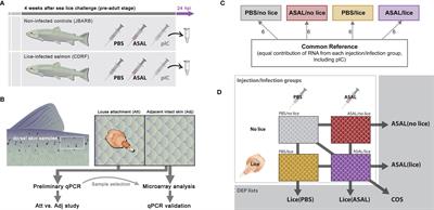 Interacting Effects of Sea Louse (Lepeophtheirus salmonis) Infection and Formalin-Killed Aeromonas salmonicida on Atlantic Salmon Skin Transcriptome